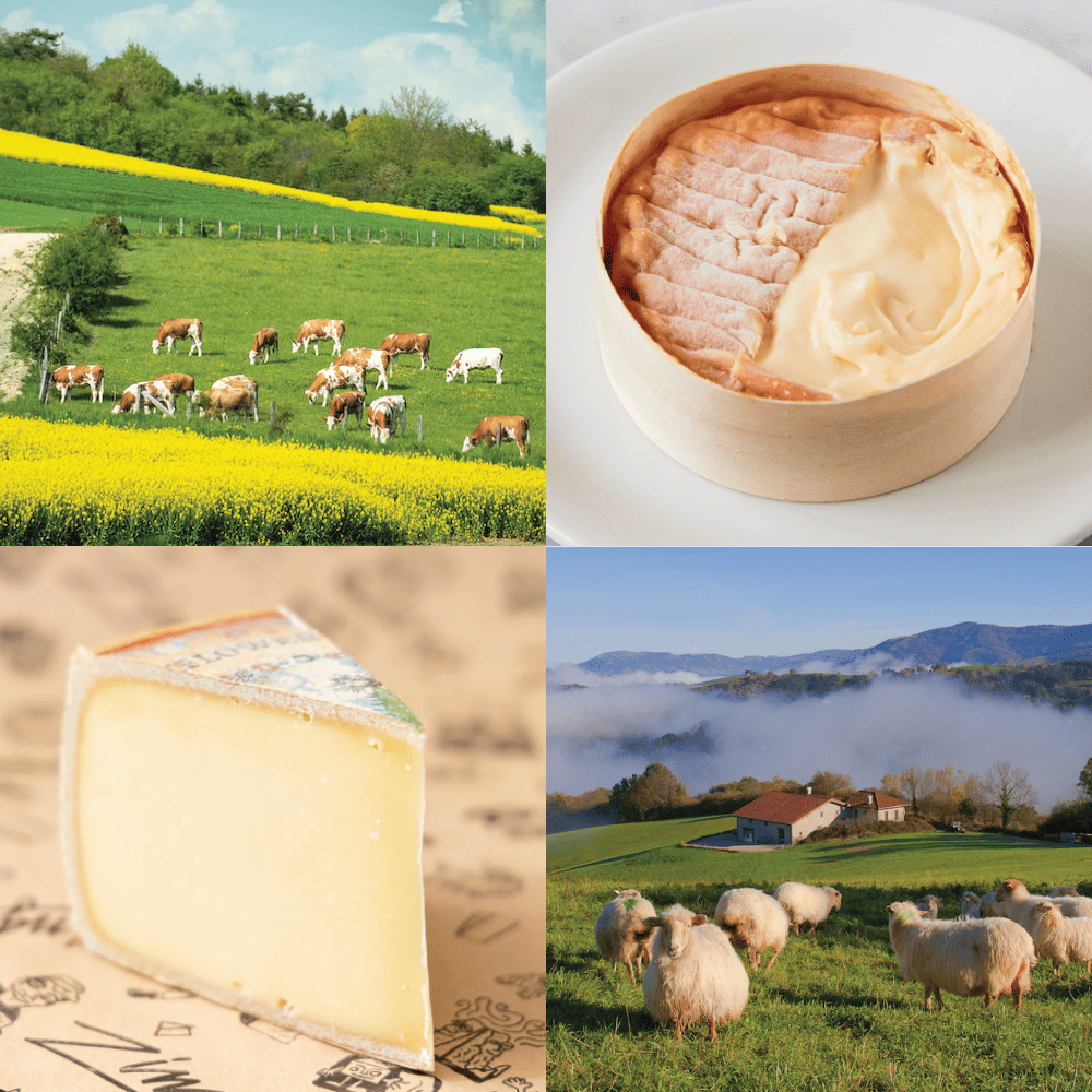 FM September Cheese Quad